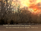 Trouble and distress have come upon me, but your commands are my delight. Psalm 119:143